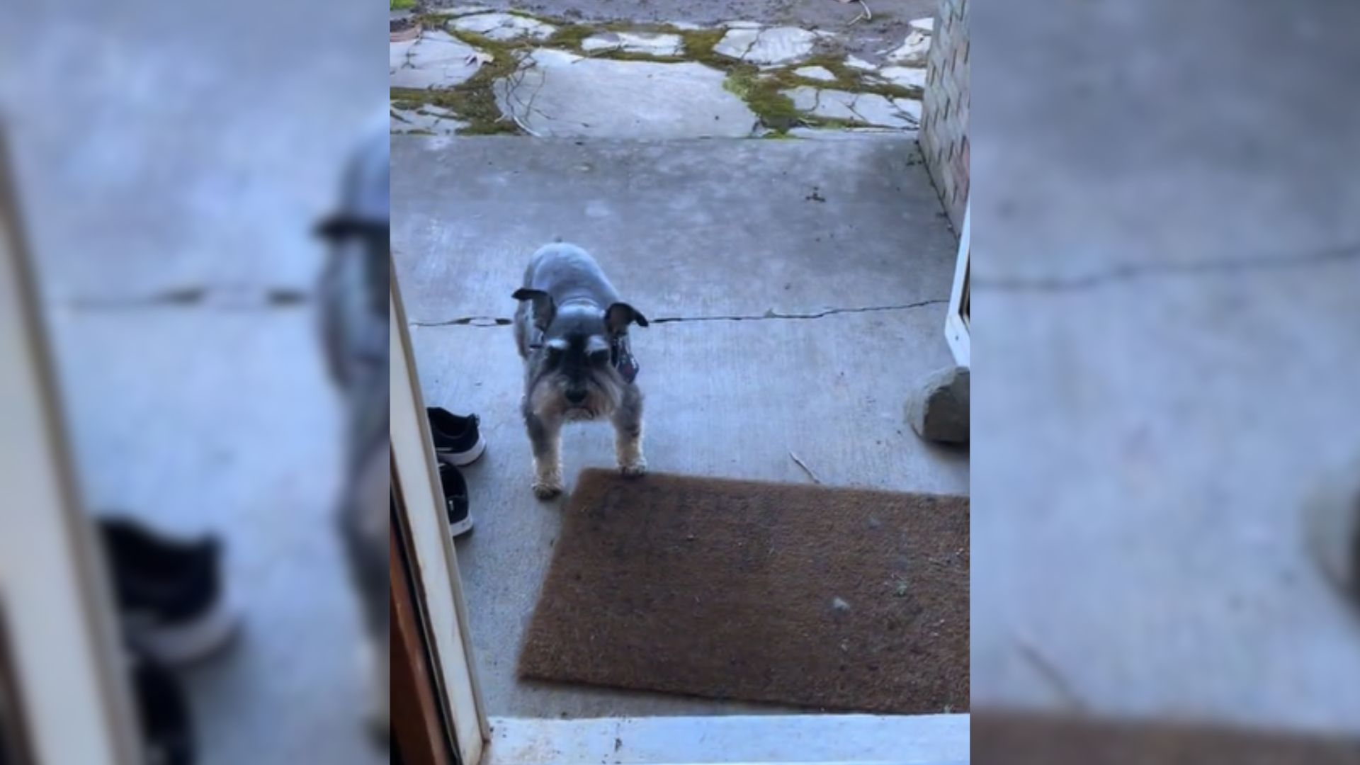 Woman From Oregon Was Surprised When Her Parent’s Dog Decided To Visit Her Even Though She Moved Away