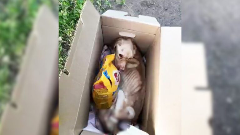 dog lying in a box