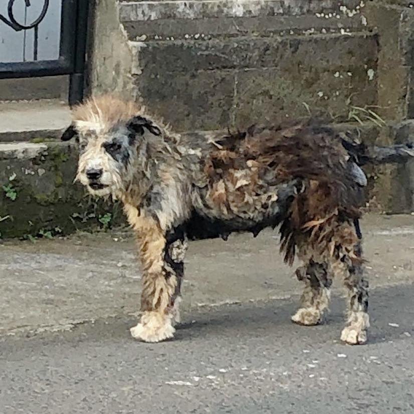 Dog in horrible condition