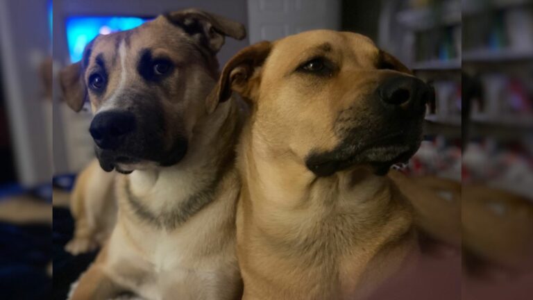 dogs pointing out the danger