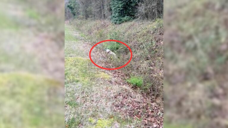 Small white puppy in a ditch