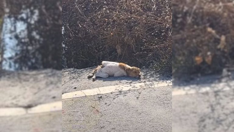 dog with broken spine