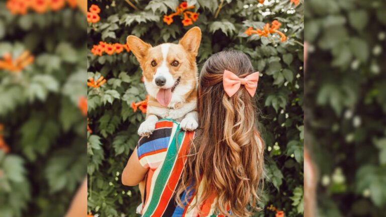 family abandoned corgi