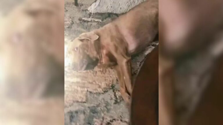 paralyzed dog