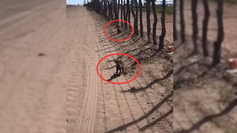 two small puppies in the desert