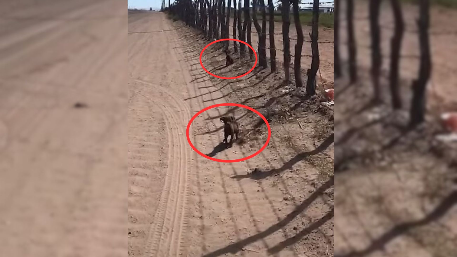 Filmmakers Noticed 2 Small Puppies In The Middle Of A Desert So They Decided To Help