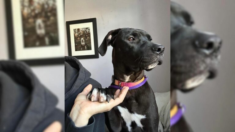 foster mom sees a new dog