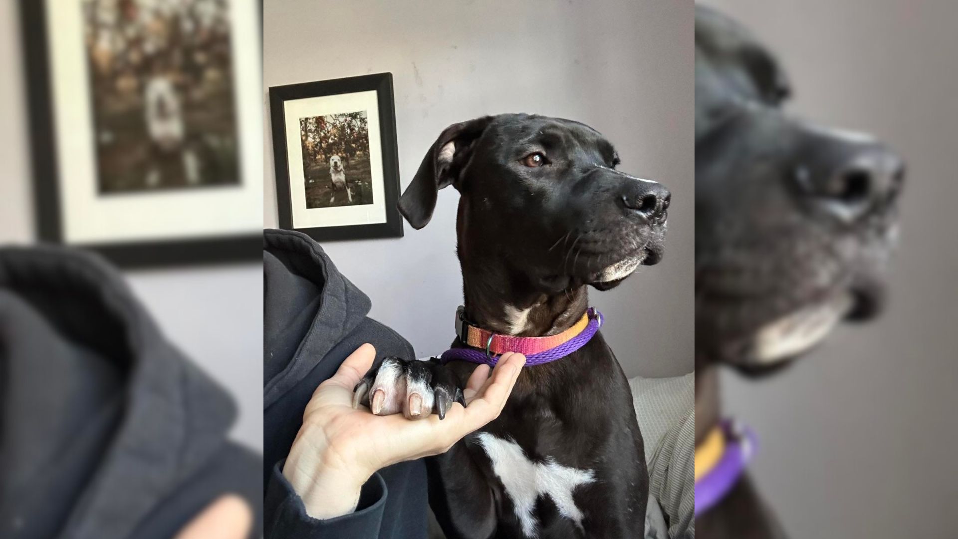 Foster Mom Stunned After Seeing Her New Dog Has A Surprising Habit Like No Other Dog Before