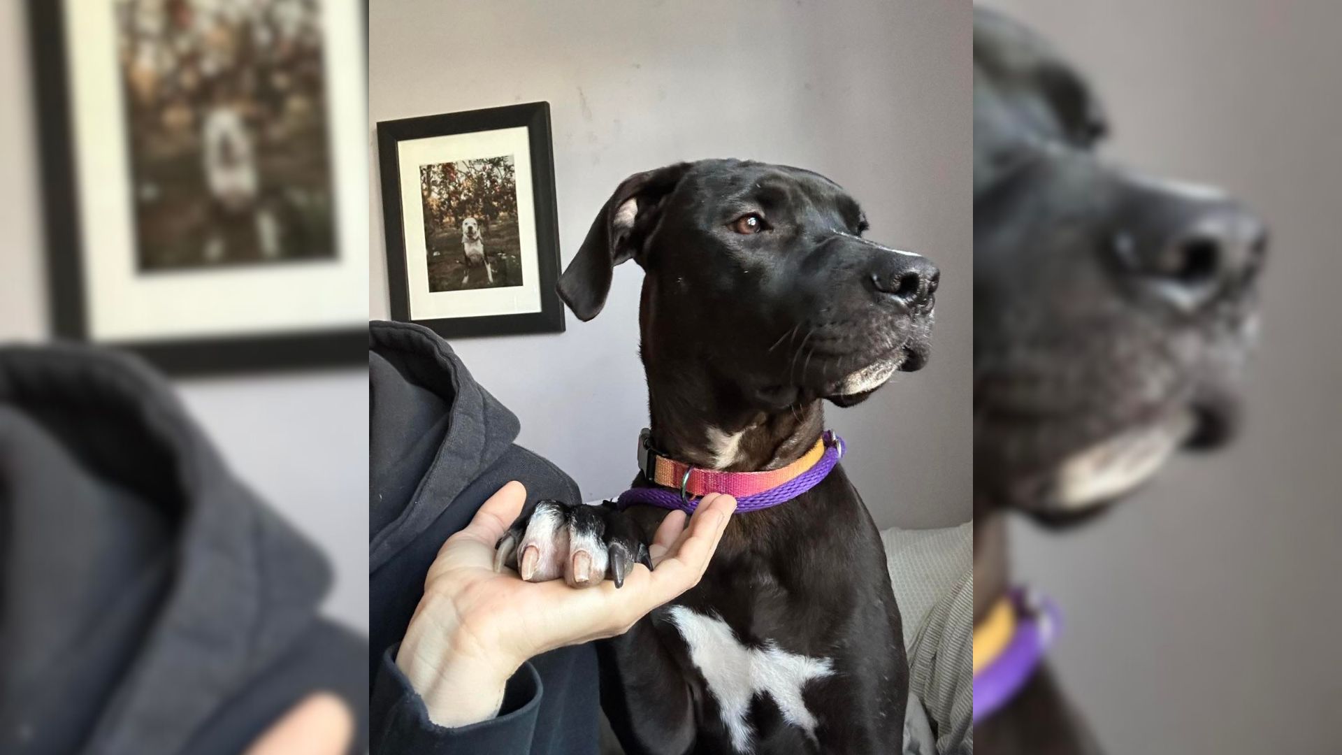 foster mom sees a new dog