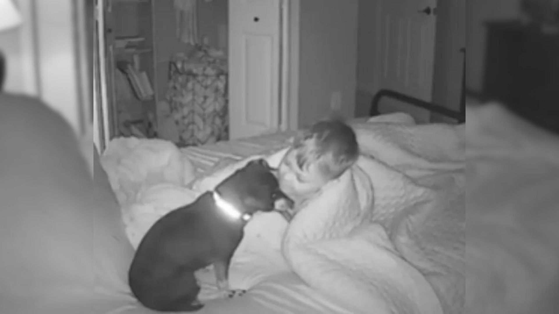 puppy walks into a toddlers bed
