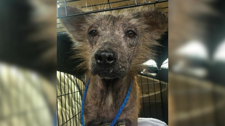 hairless dog transforms in loving furbaby