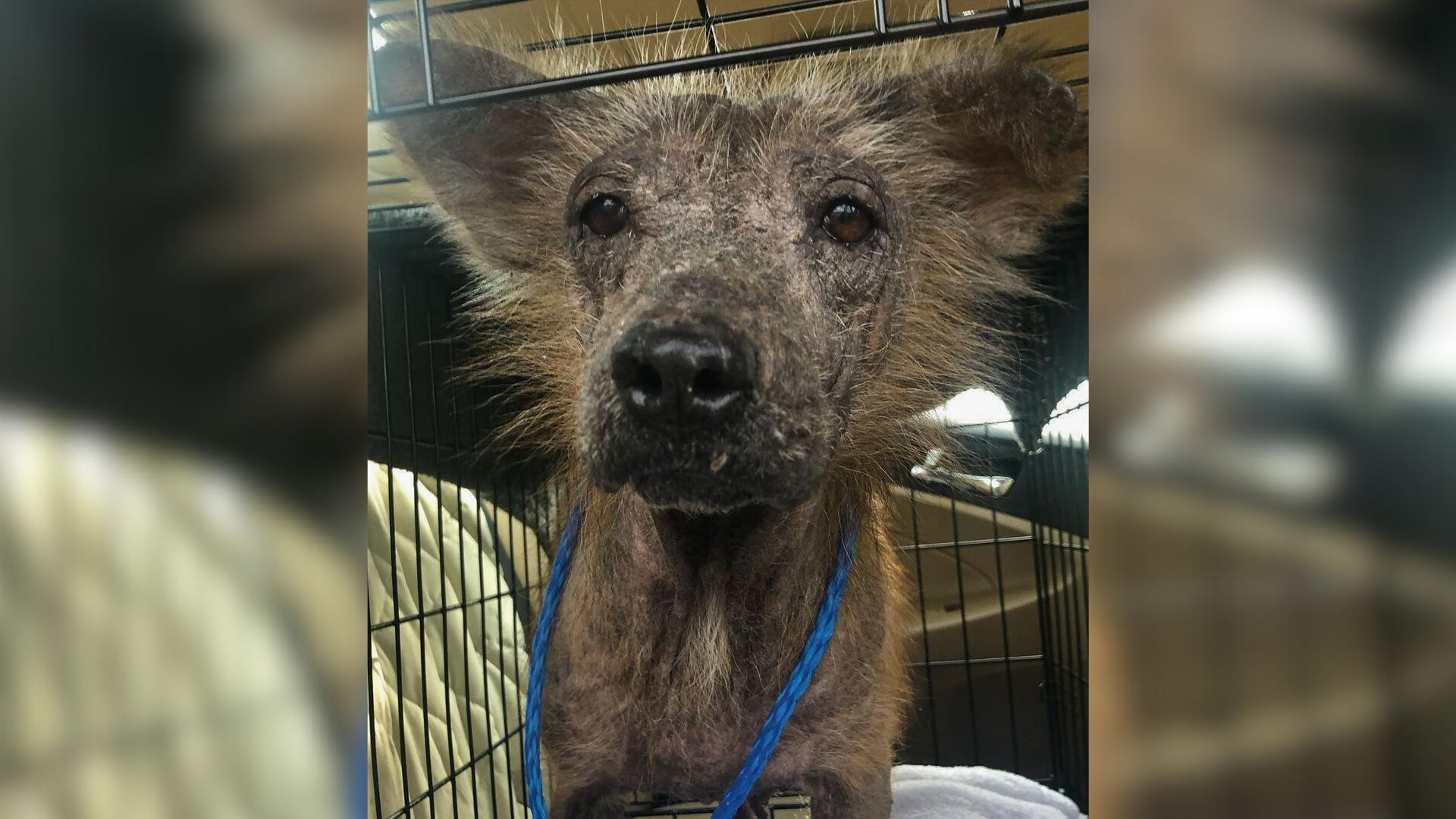 Hairless Puppy Scared Of Everyone Has The Most Miraculous Transformation Ever After Being Adopted