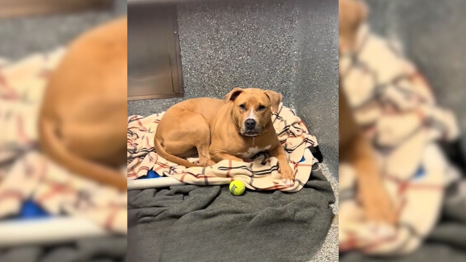 pittie in a shelter