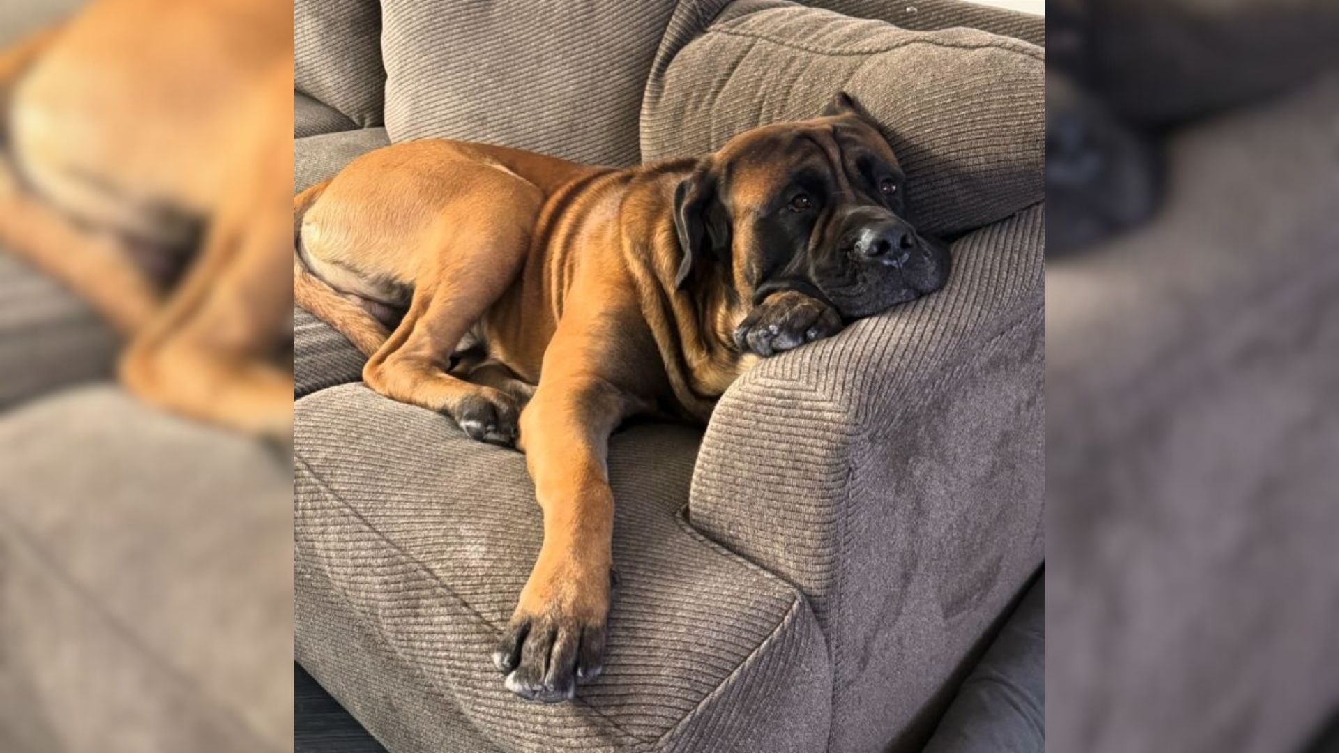 sad dog lying on couch