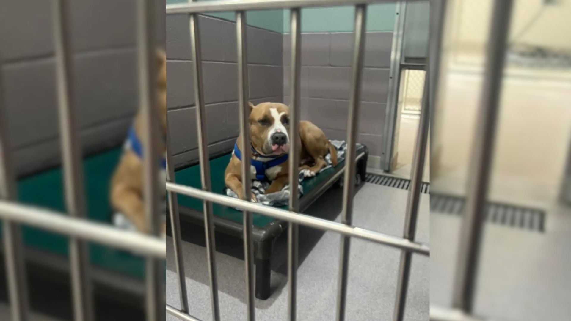 Heartbroken Pittie Spends More Than 200 Days At Shelter Because People Think He’s Scary