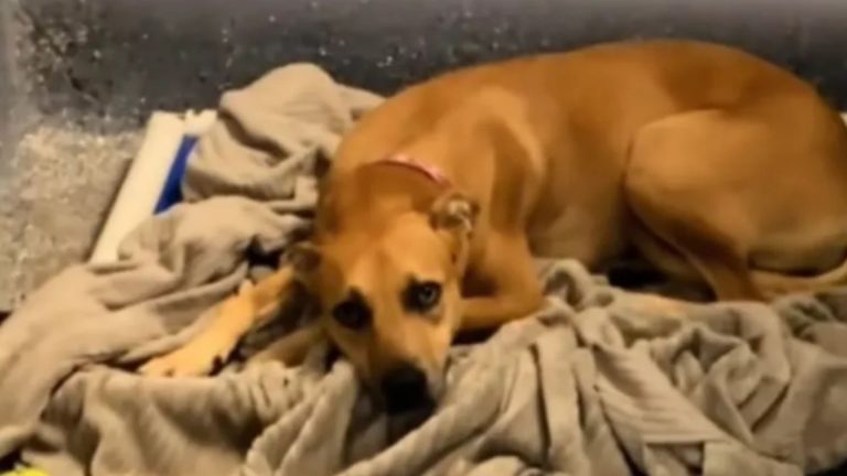dog in shelter