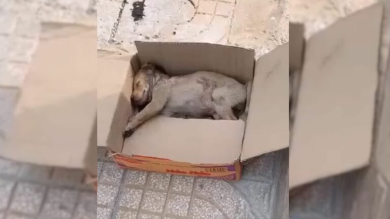 puppy crying in box