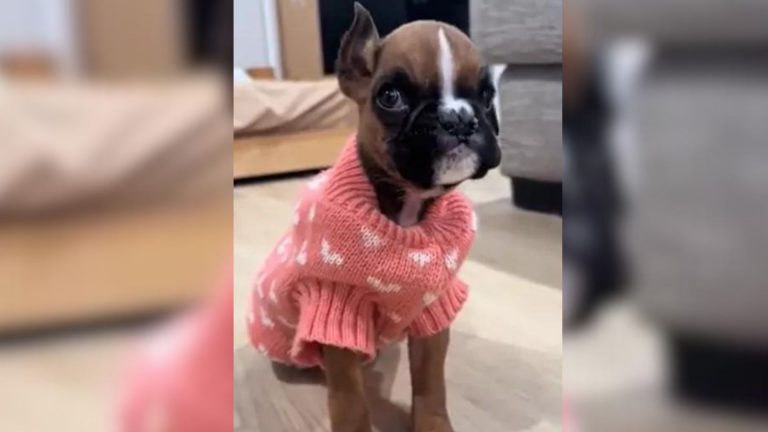 puppy with sweater on