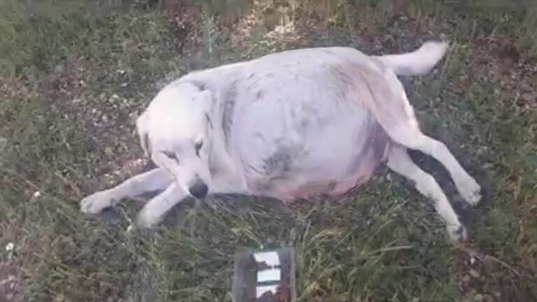 heavily pregnant dog