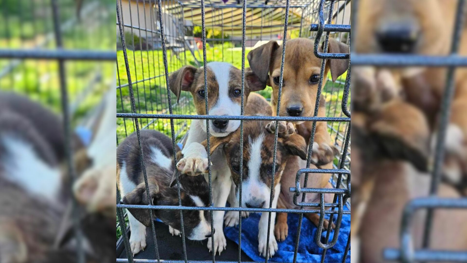 photo of abandoned puppies