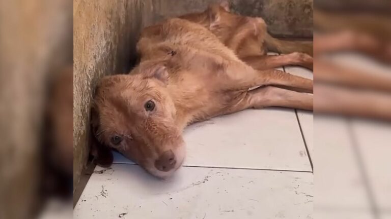 starving dog lying on the floor