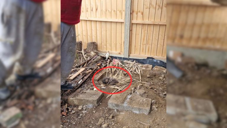 little cubs lying under demolished shed