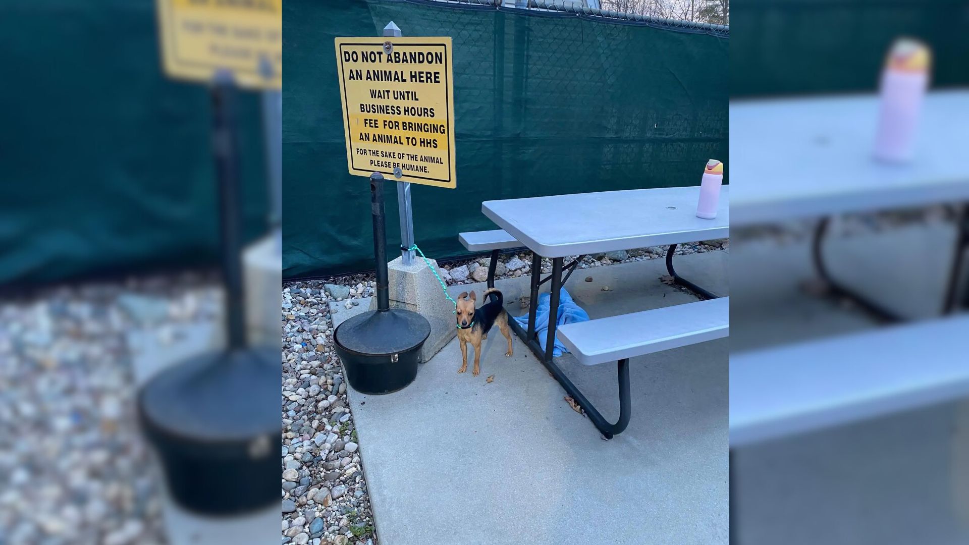 Hooman Left Heartbroken When They Discover A Tiny Animal Tied To Shelter’s ‘Do Not Abandon Animals’ Sign
