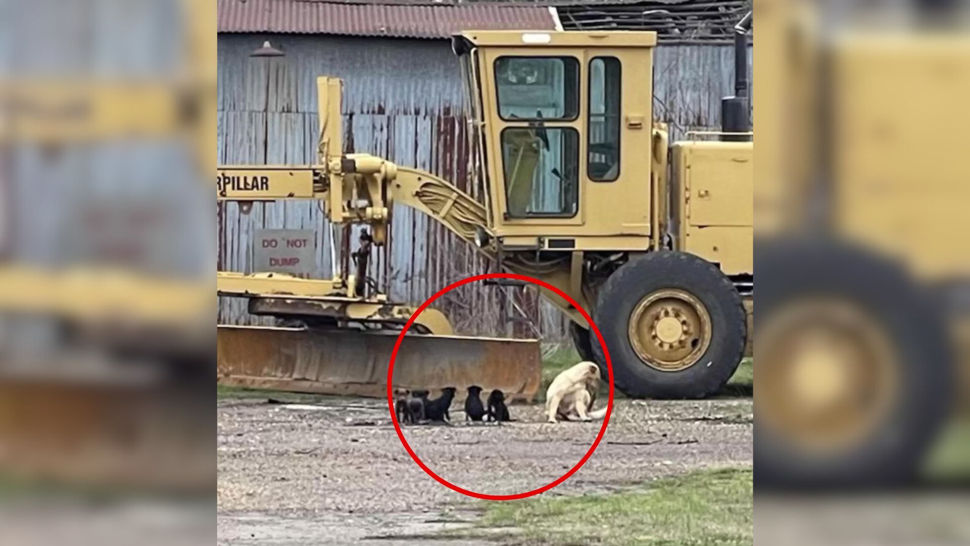 mom dog and her litter of puppies