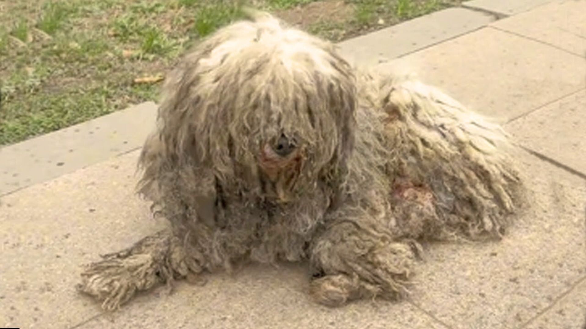 Injured Pup Lying Motionless By The Street Was Overjoyed To See Somebody Finally Stop To Help