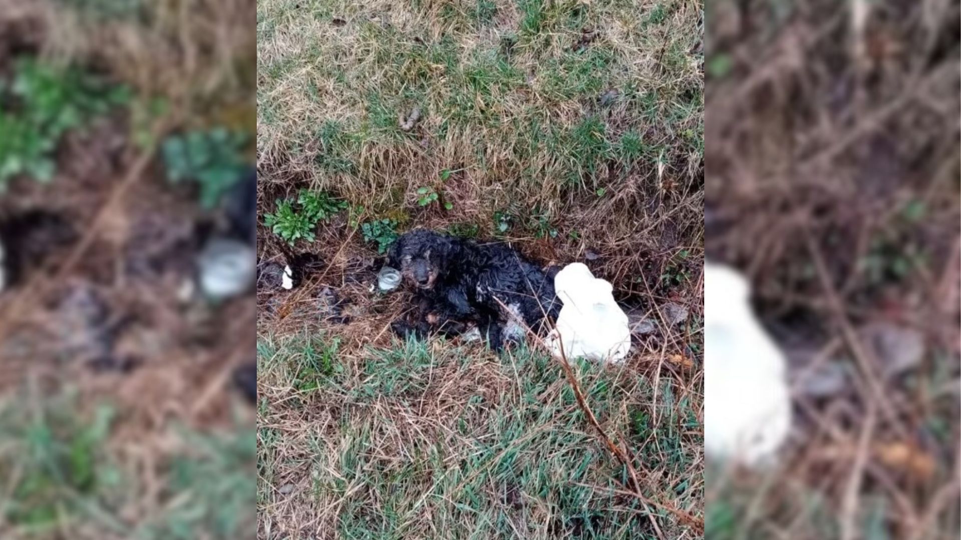 Injured Stray Dog Found In A Ditch Gets A Second Chance Thanks To His Rescuers