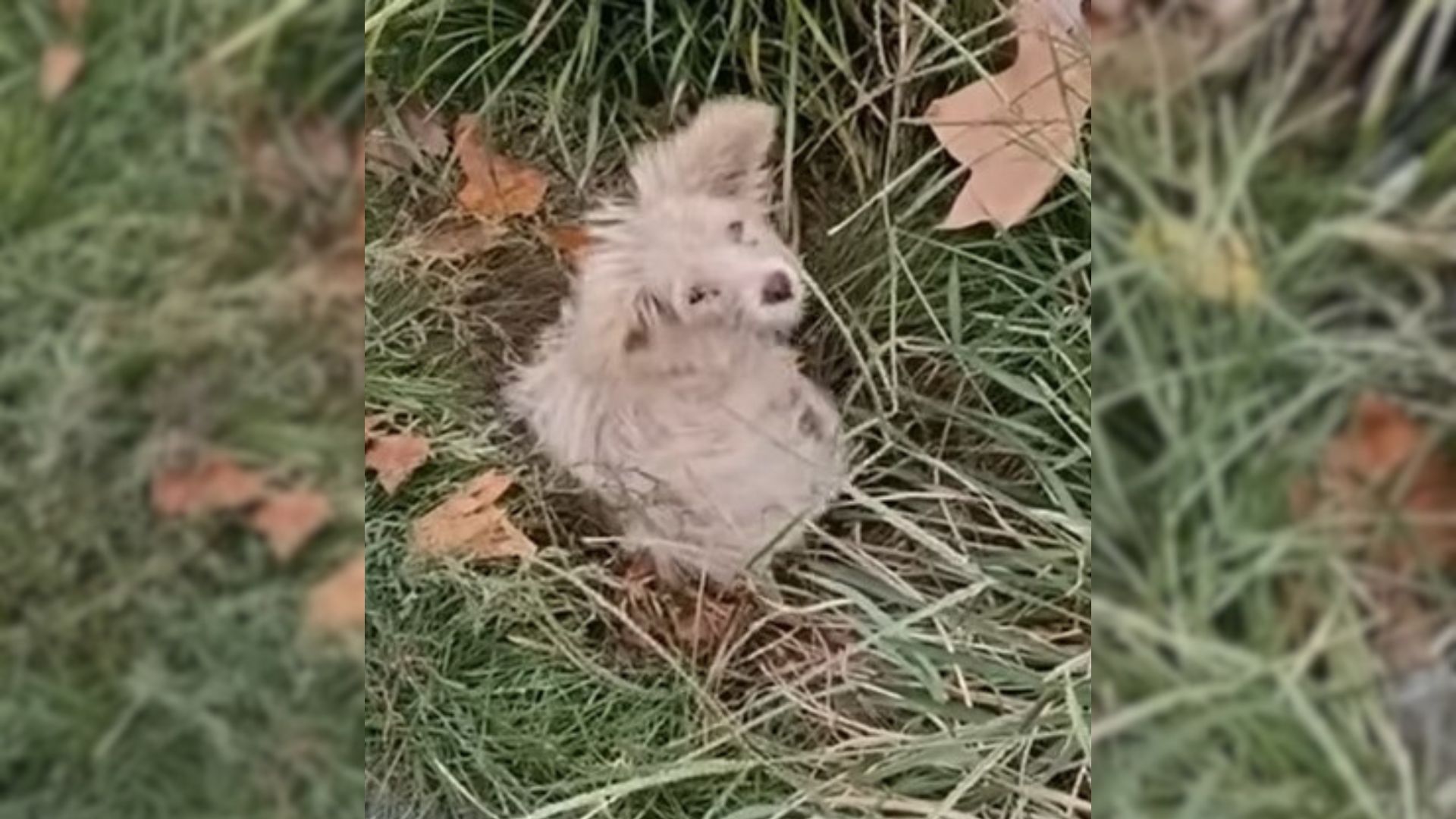 Tiny Helpless Puppy Curled Up Under A Tree In A Park, Hoping To Be Rescued