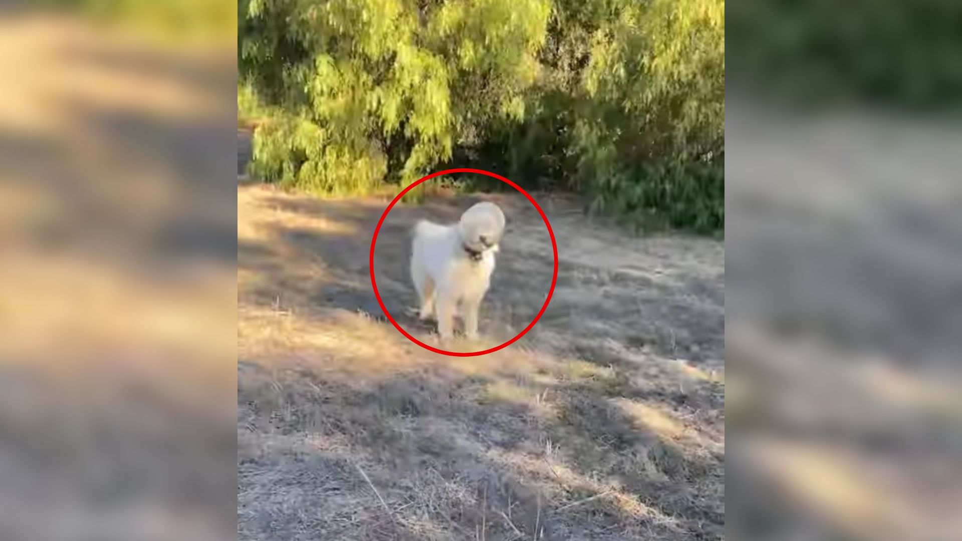 Farmer Shocked As He Noticed A Desperate Dog Walk Onto His Land With His Head Stuck In Pretzel Container