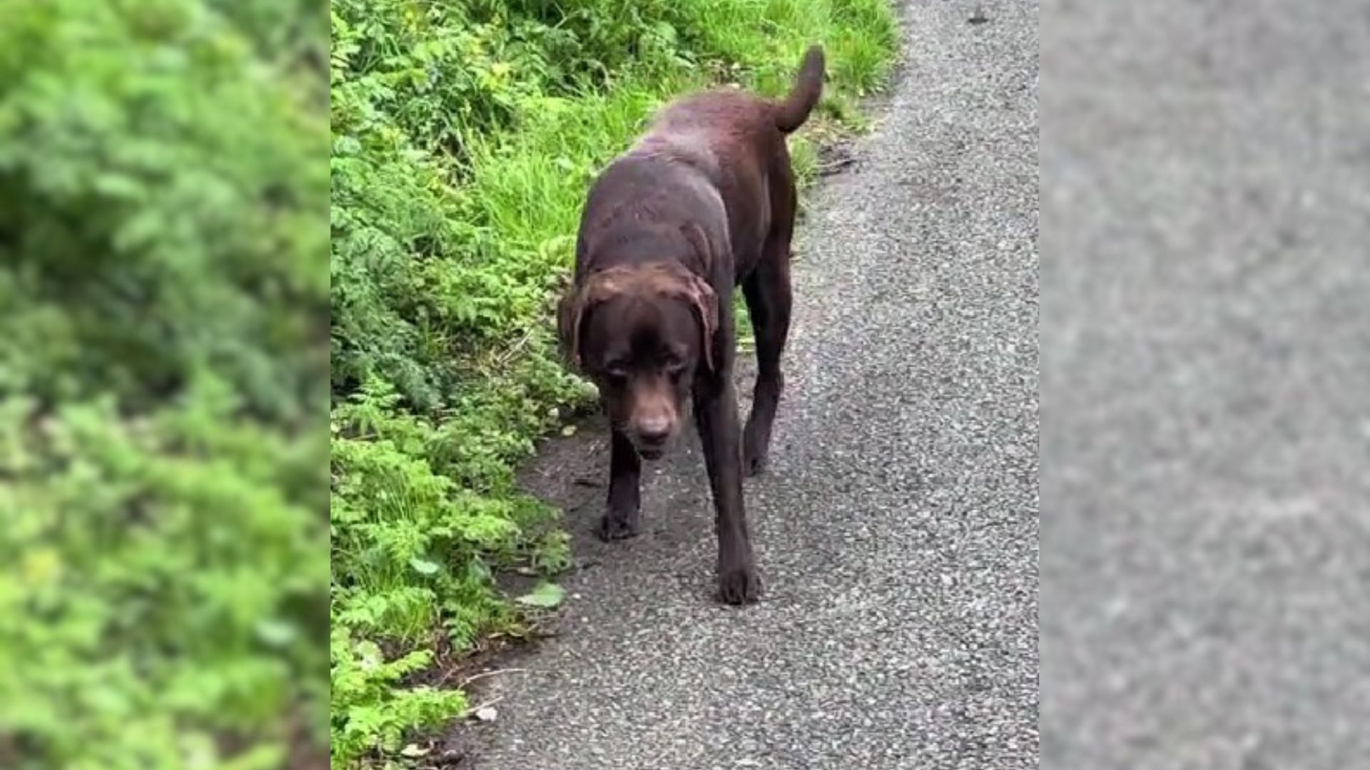 labrador faking leg injury