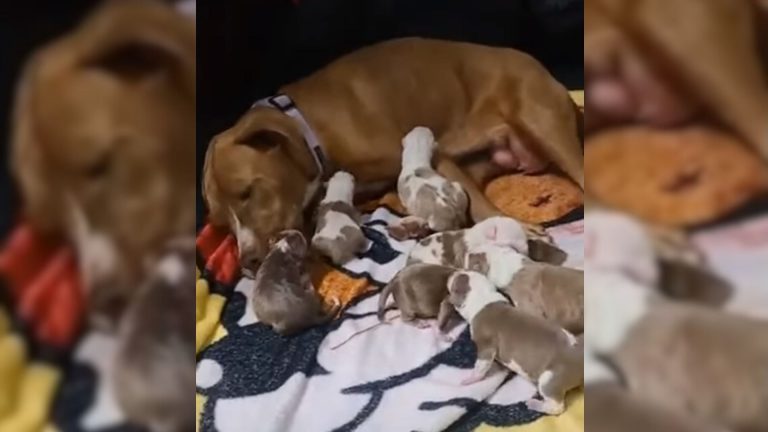 dog mama and puppies