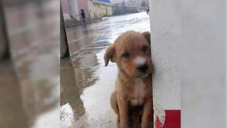 Lost puppy on rain