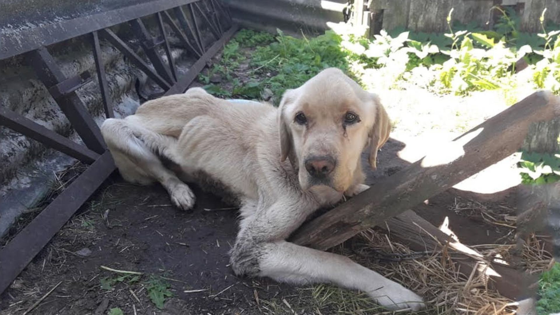 Loyal Labrador Stayed By His Sibling Side When Their Owners Left Them Chained Up After Moving