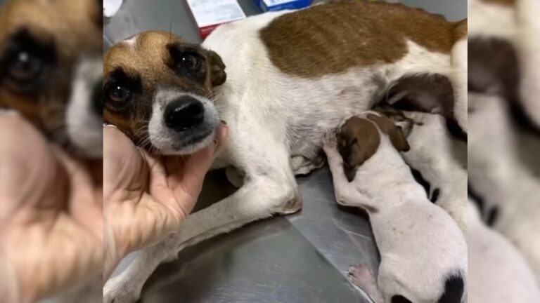 mama dog and two puppies
