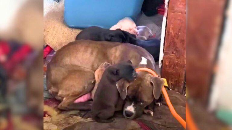 mom dog and puppies shivering in the cold