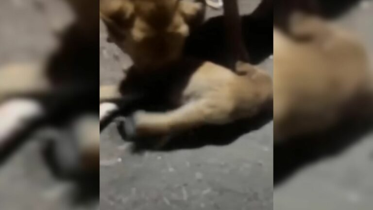 mama dog helping injured puppy