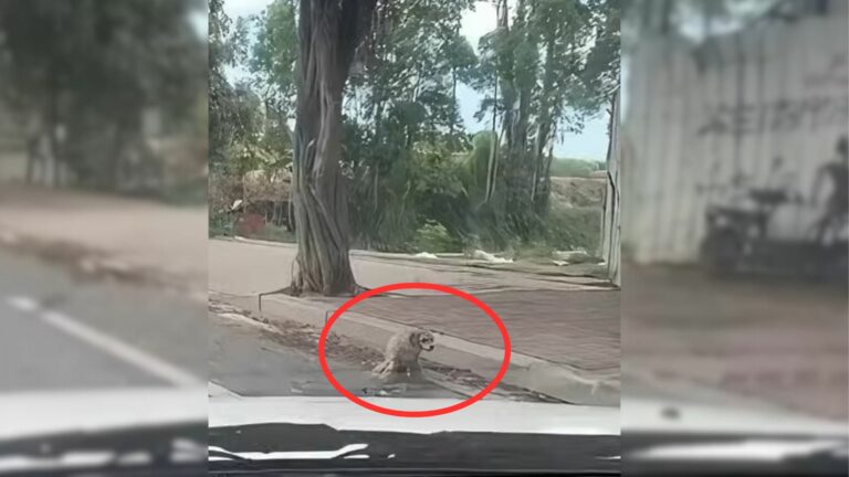 stray disabled dog