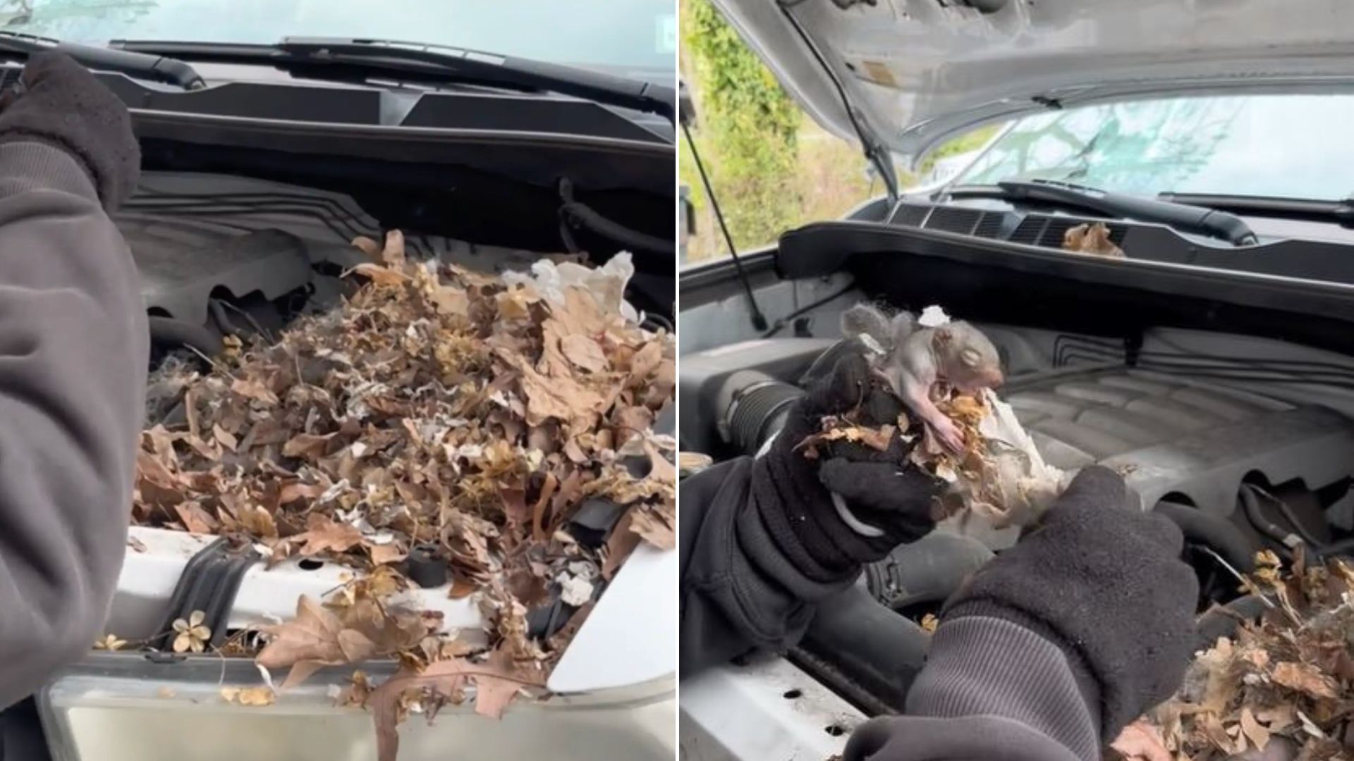 baby animals sleeping in car engine