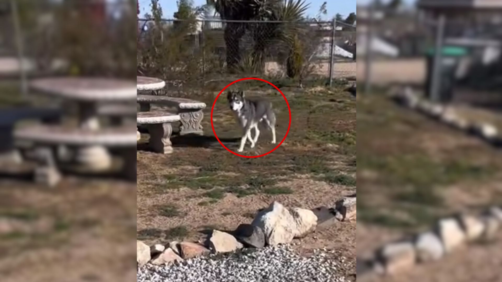 Man Thought He Saw A Wolf In His Yard But Realized It Was Something Else Entirely