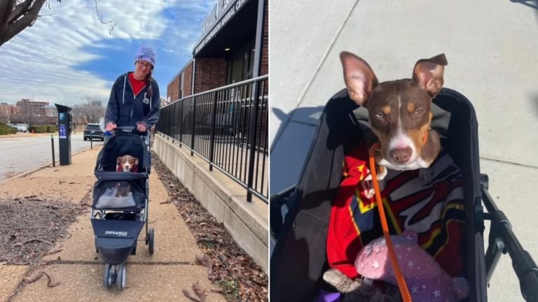paralyzed dog after car accident