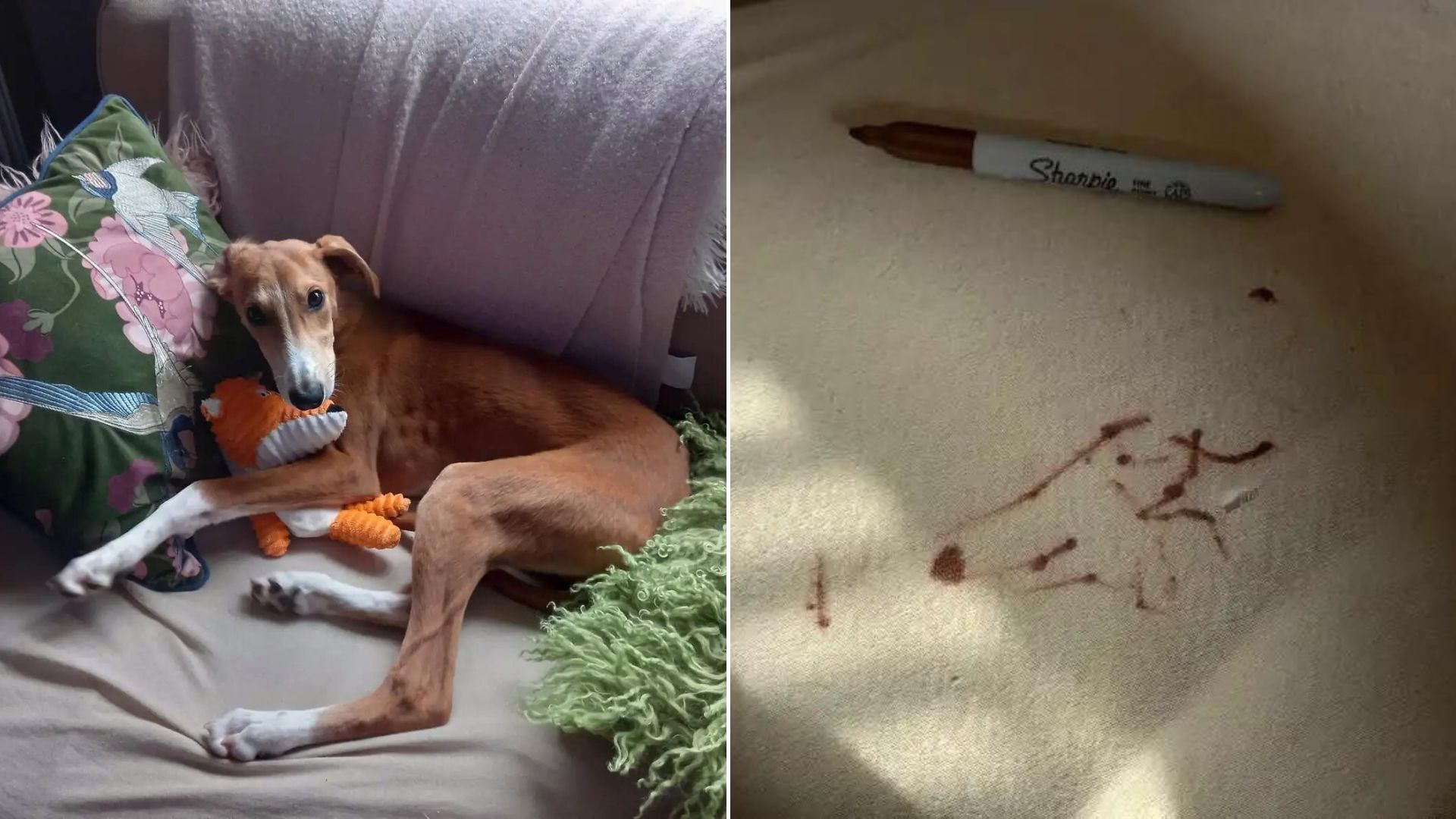 Hilarious Dog Accidentally Draws His Self-Portrait With Momma’s Permanent Marker