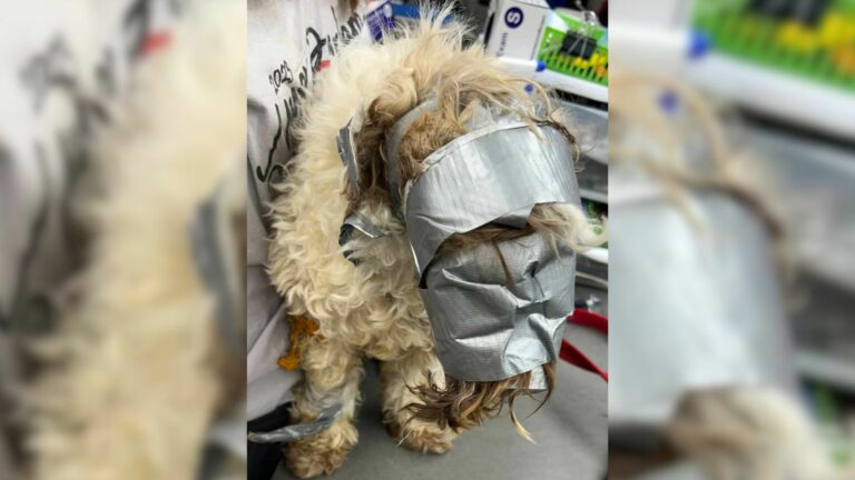 dog stuck in tape
