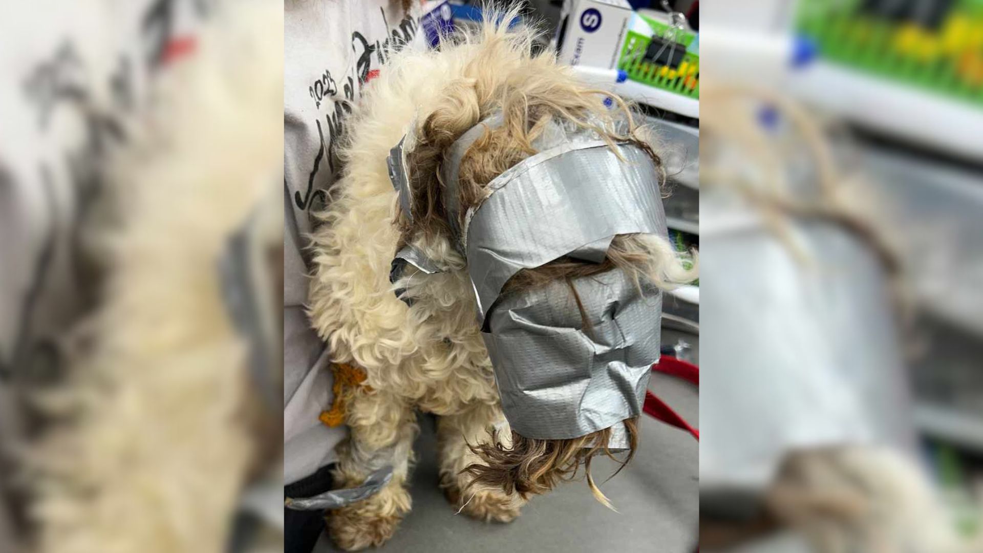 Missing Dog Found In Dumpster With His Face And Body Wrapped In Duct Tape Cries For His Mum