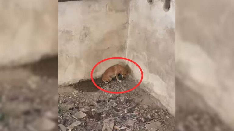 dog in corner