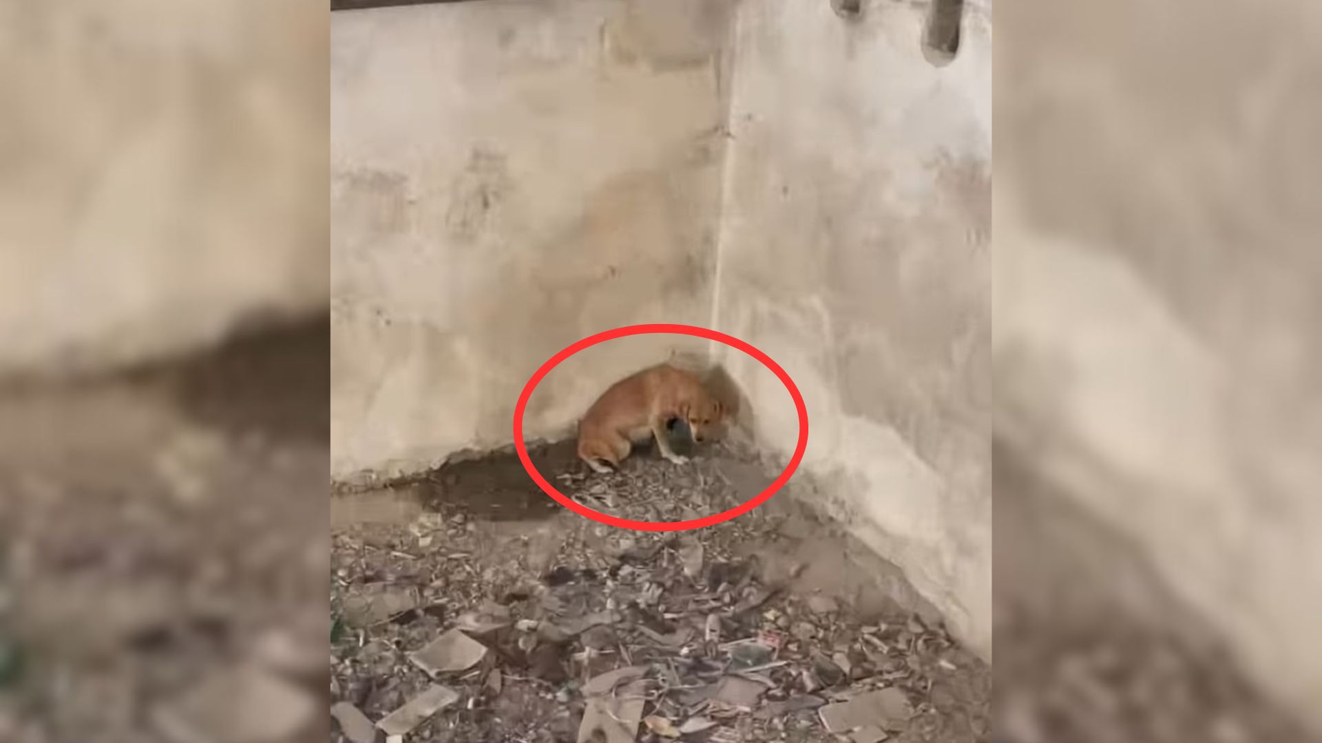 Mama Dog Cried Her Heart As She Struggles To Rescue Her Puppies From Pit They Were Cruelly Dumped In