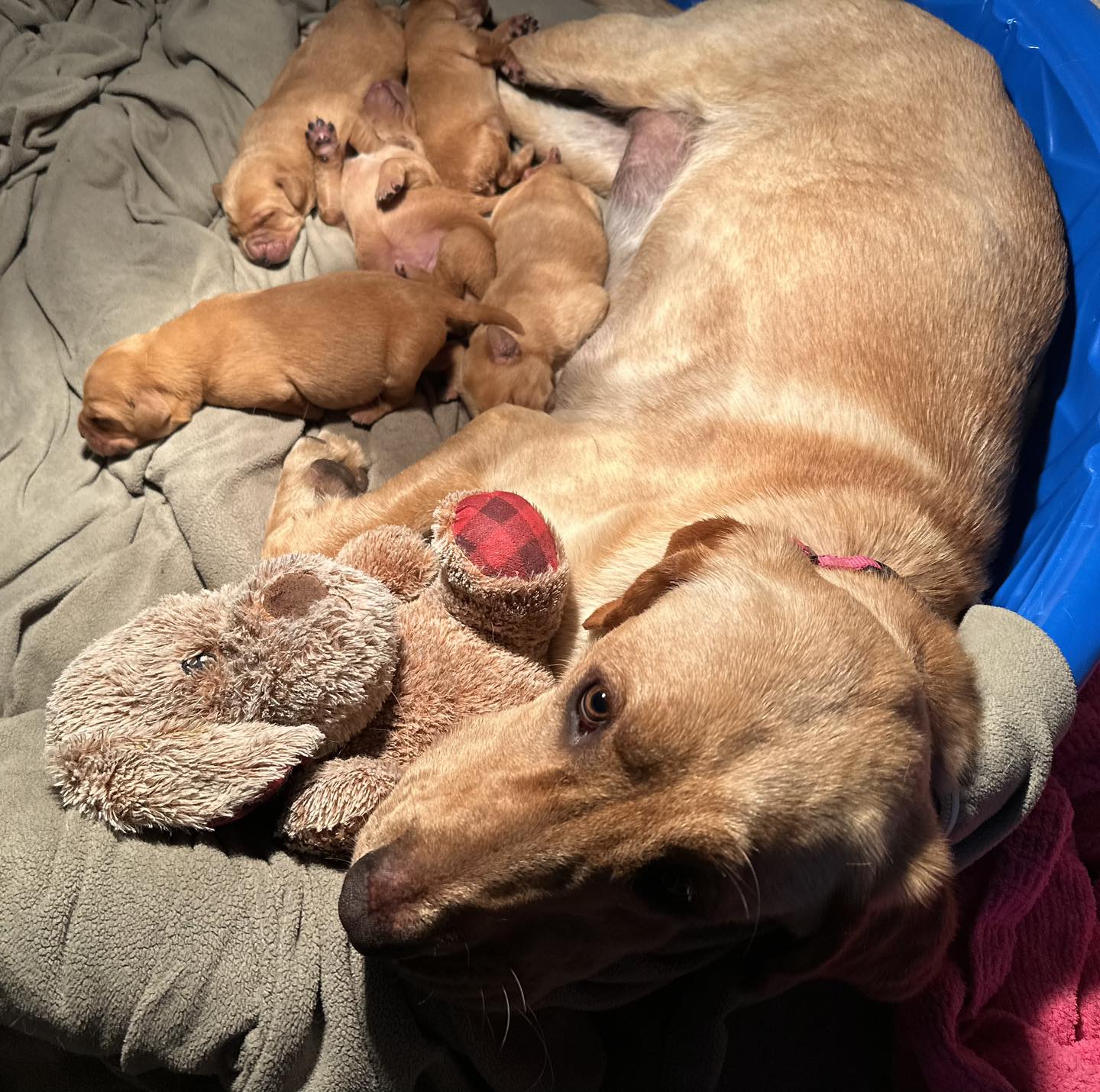 Mother and its puppies