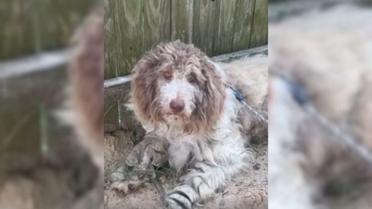 photo of neglected aussiedoodle